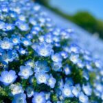 Jeffrey Cobb Instagram - At this rate I’ll be smelling all the flowers in Japan! Remember kiddos, stop and smell the roses…. I mean Nemophila. Enjoy the smaller things in life and take in all the sights and sounds you can 🤙🏽🤙🏽🤙🏽🤙🏽 #JeffCobb #SPLX #Nemophila #CapybaraTea #Kyoto #Japan #SpringTime