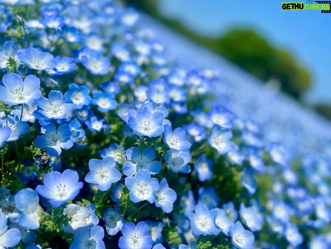 Jeffrey Cobb Instagram - At this rate I’ll be smelling all the flowers in Japan! Remember kiddos, stop and smell the roses…. I mean Nemophila. Enjoy the smaller things in life and take in all the sights and sounds you can 🤙🏽🤙🏽🤙🏽🤙🏽 #JeffCobb #SPLX #Nemophila #CapybaraTea #Kyoto #Japan #SpringTime