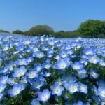 Jeffrey Cobb Instagram - At this rate I’ll be smelling all the flowers in Japan! Remember kiddos, stop and smell the roses…. I mean Nemophila. Enjoy the smaller things in life and take in all the sights and sounds you can 🤙🏽🤙🏽🤙🏽🤙🏽 #JeffCobb #SPLX #Nemophila #CapybaraTea #Kyoto #Japan #SpringTime