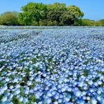 Jeffrey Cobb Instagram - At this rate I’ll be smelling all the flowers in Japan! Remember kiddos, stop and smell the roses…. I mean Nemophila. Enjoy the smaller things in life and take in all the sights and sounds you can 🤙🏽🤙🏽🤙🏽🤙🏽 #JeffCobb #SPLX #Nemophila #CapybaraTea #Kyoto #Japan #SpringTime