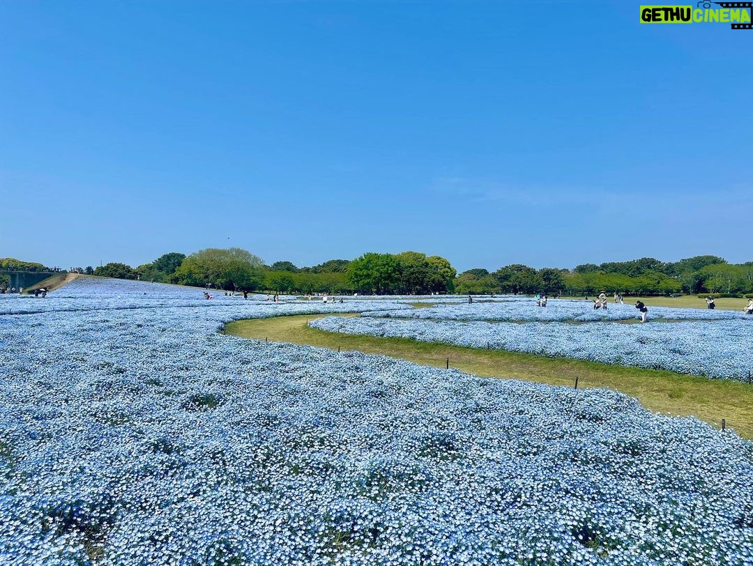 Jeffrey Cobb Instagram - At this rate I’ll be smelling all the flowers in Japan! Remember kiddos, stop and smell the roses…. I mean Nemophila. Enjoy the smaller things in life and take in all the sights and sounds you can 🤙🏽🤙🏽🤙🏽🤙🏽 #JeffCobb #SPLX #Nemophila #CapybaraTea #Kyoto #Japan #SpringTime