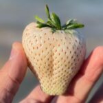 Jeffrey Cobb Instagram - Stop and smell the rose…… ummm…. Flowers. Happy belated Valentine’s Day/ photo dump…. #StopAndSmellTheRoses #EnjoyNature #NatureIsHealing #WhiteStrawberries #Aloha #JeffCobb #Itoshima