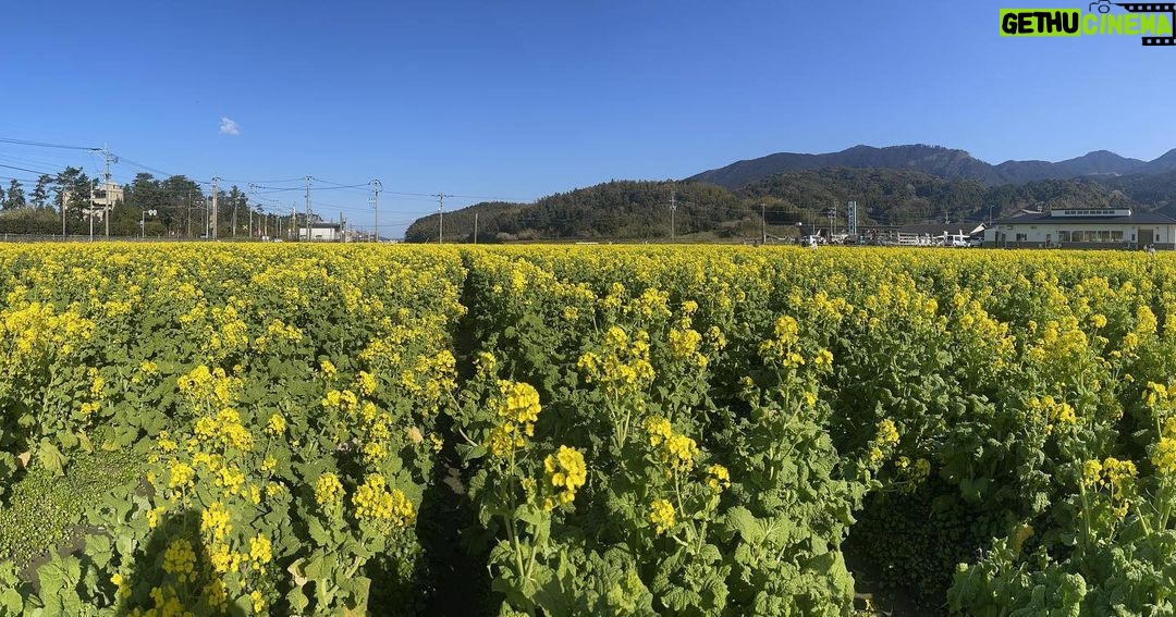 Jeffrey Cobb Instagram - Stop and smell the rose…… ummm…. Flowers. Happy belated Valentine’s Day/ photo dump…. #StopAndSmellTheRoses #EnjoyNature #NatureIsHealing #WhiteStrawberries #Aloha #JeffCobb #Itoshima
