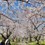 Jeffrey Cobb Instagram - I’ve made a conscious effort to explore and learn more of this wonderful country, more so because this is where my grandmother is from. The years of coming here and just seeing venues and hotel rooms aren’t going to cut it anymore, we must stop and smell the roses and appreciate all the experiences we are offered. #JeffCobb #Japan #ExploreMore #Onsen #Fukuoka #Saga #Sakura