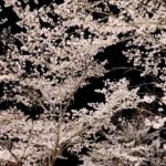 Jeffrey Cobb Instagram - I’ve made a conscious effort to explore and learn more of this wonderful country, more so because this is where my grandmother is from. The years of coming here and just seeing venues and hotel rooms aren’t going to cut it anymore, we must stop and smell the roses and appreciate all the experiences we are offered. #JeffCobb #Japan #ExploreMore #Onsen #Fukuoka #Saga #Sakura