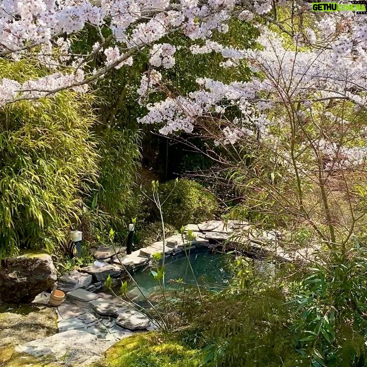 Jeffrey Cobb Instagram - I’ve made a conscious effort to explore and learn more of this wonderful country, more so because this is where my grandmother is from. The years of coming here and just seeing venues and hotel rooms aren’t going to cut it anymore, we must stop and smell the roses and appreciate all the experiences we are offered. #JeffCobb #Japan #ExploreMore #Onsen #Fukuoka #Saga #Sakura
