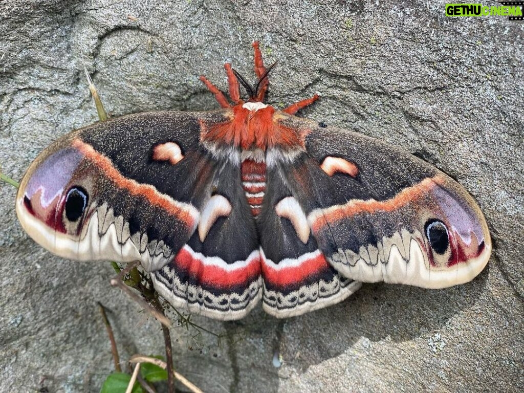 Jeffrey Dean Morgan Instagram - Stick with me here... few days ago george and I out adventuring... and found this humongous moth “butterfly” in princess terms. Took some pics because I’ve never seen anything like it... ran home... googled. It’s a cecropia moth. Biggest moth in North America. Cool. Well... it was on a rock, we let it be... for about 10 hours, kept going back and checking on it... it didn’t move. A storm was rolling in... so george and I collected it in a big box and took her home. My feeling was... it was done. Just gonna get eaten by a big bird since it wasn’t moving... and George wanted to cuddle it. Anyway... home. Hil decided to open up lid of box that night... 3 days ago... in house. After all, where could it go? This morning I found it. One of hils bday gifts... LAYING EGGS. It’s been laying eggs for at least two days. In process of collecting... gonna stash in places they have a shot at hatching... meanwhile, we’ve learned... laying eggs is the last act of this beauty... so... as she flies around the house... from flowers to silverware drawers... to gift baskets... we will follow. But, CRAZY RIGHT?!?! In case you’re wondering... george named her... “beauful buttfy!” And yes... exclamation point is part of it. Anyway... never a dull moment. Now we have a pet moth. Living in the house. Roaming. Laying eggs. Xojd HAPPY 4th. @themischieffarm @hilarieburton