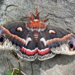 Jeffrey Dean Morgan Instagram – Stick with me here… few days ago george and I out adventuring… and found this humongous moth “butterfly” in princess terms. Took some pics because I’ve never seen anything like it… ran home… googled. It’s a cecropia moth. Biggest moth in North America. Cool. Well… it was on a rock, we let it be… for about 10 hours, kept going back and checking on it… it didn’t move. A storm was rolling in… so george and I collected it in a big box and took her home. My feeling was… it was done. Just gonna get eaten by a big bird since it wasn’t moving… and George wanted to cuddle it. Anyway… home. Hil decided to open up lid of box that night… 3 days ago… in house. After all, where could it go? This morning I found it. One of hils bday gifts… LAYING EGGS. It’s been laying eggs for at least two days. In process of collecting… gonna stash in places they have a shot at hatching… meanwhile, we’ve learned… laying eggs is the last act of this beauty… so… as she flies around the house… from flowers to silverware drawers… to gift baskets… we will follow. But, CRAZY RIGHT?!?! In case you’re wondering… george named her… “beauful buttfy!” And yes… exclamation point is part of it. Anyway… never a dull moment. Now we have a pet moth. Living in the house. Roaming. Laying eggs. Xojd HAPPY 4th. @themischieffarm @hilarieburton