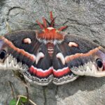 Jeffrey Dean Morgan Instagram - Stick with me here... few days ago george and I out adventuring... and found this humongous moth “butterfly” in princess terms. Took some pics because I’ve never seen anything like it... ran home... googled. It’s a cecropia moth. Biggest moth in North America. Cool. Well... it was on a rock, we let it be... for about 10 hours, kept going back and checking on it... it didn’t move. A storm was rolling in... so george and I collected it in a big box and took her home. My feeling was... it was done. Just gonna get eaten by a big bird since it wasn’t moving... and George wanted to cuddle it. Anyway... home. Hil decided to open up lid of box that night... 3 days ago... in house. After all, where could it go? This morning I found it. One of hils bday gifts... LAYING EGGS. It’s been laying eggs for at least two days. In process of collecting... gonna stash in places they have a shot at hatching... meanwhile, we’ve learned... laying eggs is the last act of this beauty... so... as she flies around the house... from flowers to silverware drawers... to gift baskets... we will follow. But, CRAZY RIGHT?!?! In case you’re wondering... george named her... “beauful buttfy!” And yes... exclamation point is part of it. Anyway... never a dull moment. Now we have a pet moth. Living in the house. Roaming. Laying eggs. Xojd HAPPY 4th. @themischieffarm @hilarieburton