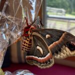 Jeffrey Dean Morgan Instagram - Stick with me here... few days ago george and I out adventuring... and found this humongous moth “butterfly” in princess terms. Took some pics because I’ve never seen anything like it... ran home... googled. It’s a cecropia moth. Biggest moth in North America. Cool. Well... it was on a rock, we let it be... for about 10 hours, kept going back and checking on it... it didn’t move. A storm was rolling in... so george and I collected it in a big box and took her home. My feeling was... it was done. Just gonna get eaten by a big bird since it wasn’t moving... and George wanted to cuddle it. Anyway... home. Hil decided to open up lid of box that night... 3 days ago... in house. After all, where could it go? This morning I found it. One of hils bday gifts... LAYING EGGS. It’s been laying eggs for at least two days. In process of collecting... gonna stash in places they have a shot at hatching... meanwhile, we’ve learned... laying eggs is the last act of this beauty... so... as she flies around the house... from flowers to silverware drawers... to gift baskets... we will follow. But, CRAZY RIGHT?!?! In case you’re wondering... george named her... “beauful buttfy!” And yes... exclamation point is part of it. Anyway... never a dull moment. Now we have a pet moth. Living in the house. Roaming. Laying eggs. Xojd HAPPY 4th. @themischieffarm @hilarieburton