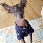 Jeirmarie Osorio Instagram - ¡Acá celebrando el primer añito de este señor! ‘Copal Kukulkán De Carne Con Papitas’ 😂. Si. Así se llama. Pero la verdad, tiene más nombres: “No”, “Bájate de ahí”, “¿Qué tienes en la boca?” “Ahí no”… entre otros. 😂 Gracias por las risas y las canas de colores. 😩 Pacha encontró su match y estamos dichosos. 😍 ¡Feliz 4 de julio! 🇺🇸 #xolo #xoloitzcuintle #dogoftheday #xolodog Colombia