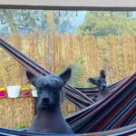 Jeirmarie Osorio Instagram - ¡Feliz día internacional del actor y del perro también! Me siento tan afortunada de haber elegido esta profesión y los amores caninos que hoy me acompañan... Vivo en gratitud, feliz y soñando. ¡Que tengan un sábado hermoso lleno de salud y buena energía! ¡Les 🤍! #fast5 #celia #unamaidenmanhattan #fastandfurious #porqueelamormanda #santadiabla #armasdemujer