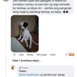 Jelai Andres Instagram – Sabi ko na nga ba hindi kita dapat binilhan ng cp eh! @popoythepogi (swipe left)

#Popoy #RescueDog #PopoythePogi
