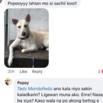 Jelai Andres Instagram – Sabi ko na nga ba hindi kita dapat binilhan ng cp eh! @popoythepogi (swipe left)

#Popoy #RescueDog #PopoythePogi
