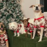 Jenna Dewan Instagram - Happy Holidays from our family to yours 🎄❤️ 📸 @cibellelevi