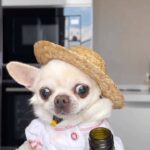 Jennifer Garner Instagram - Friday night. 🍾✨ . 🐶: @chihuahua_spitz_friends