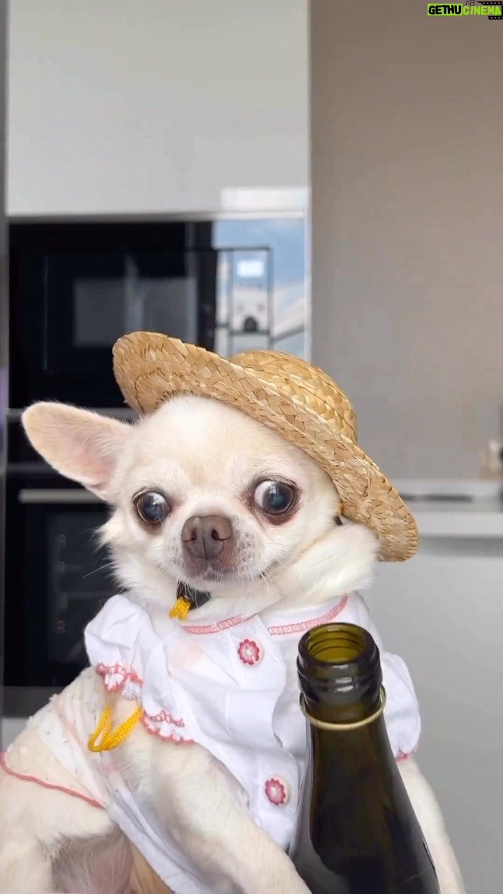 Jennifer Garner Instagram - Friday night. 🍾✨ . 🐶: @chihuahua_spitz_friends