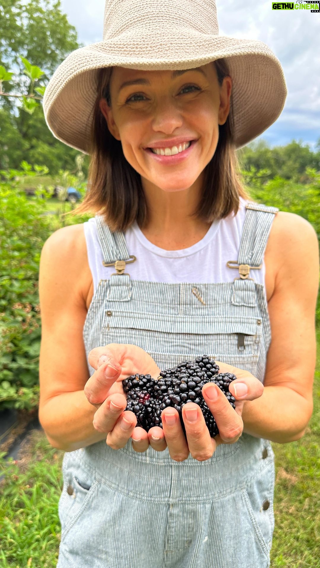 Jennifer Garner Instagram - Blackberries from the farm. ππΌπ©π»βπΎπ± . @onceuponafarm