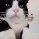 Jennifer Garner Instagram - Friday.😸 . Thank you for this cat, internet. 😻
