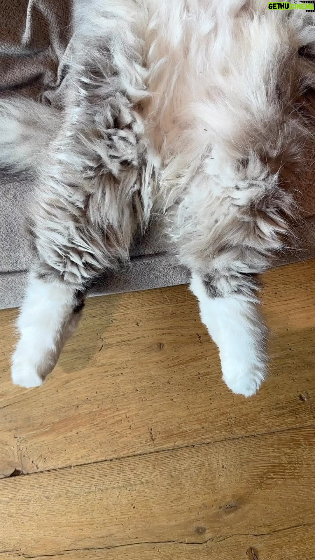 Jennifer Garner Instagram - Moose knows how to Sunday. 💤