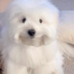 Jennifer Garner Instagram - Jan 2nd. What day is it? What am I supposed to be doing? Who am I? . 🐶: @coton_crayon