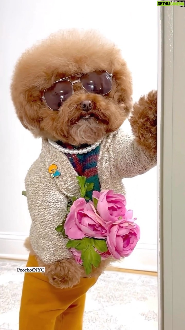 Jennifer Garner Instagram - Happy Friday. 💐 . 🐶: @poochyofnyc