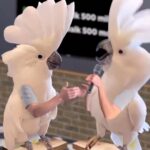 Jennifer Garner Instagram - 🎶 🦜♥️ (🔊on) . via @officialbirdswitharms