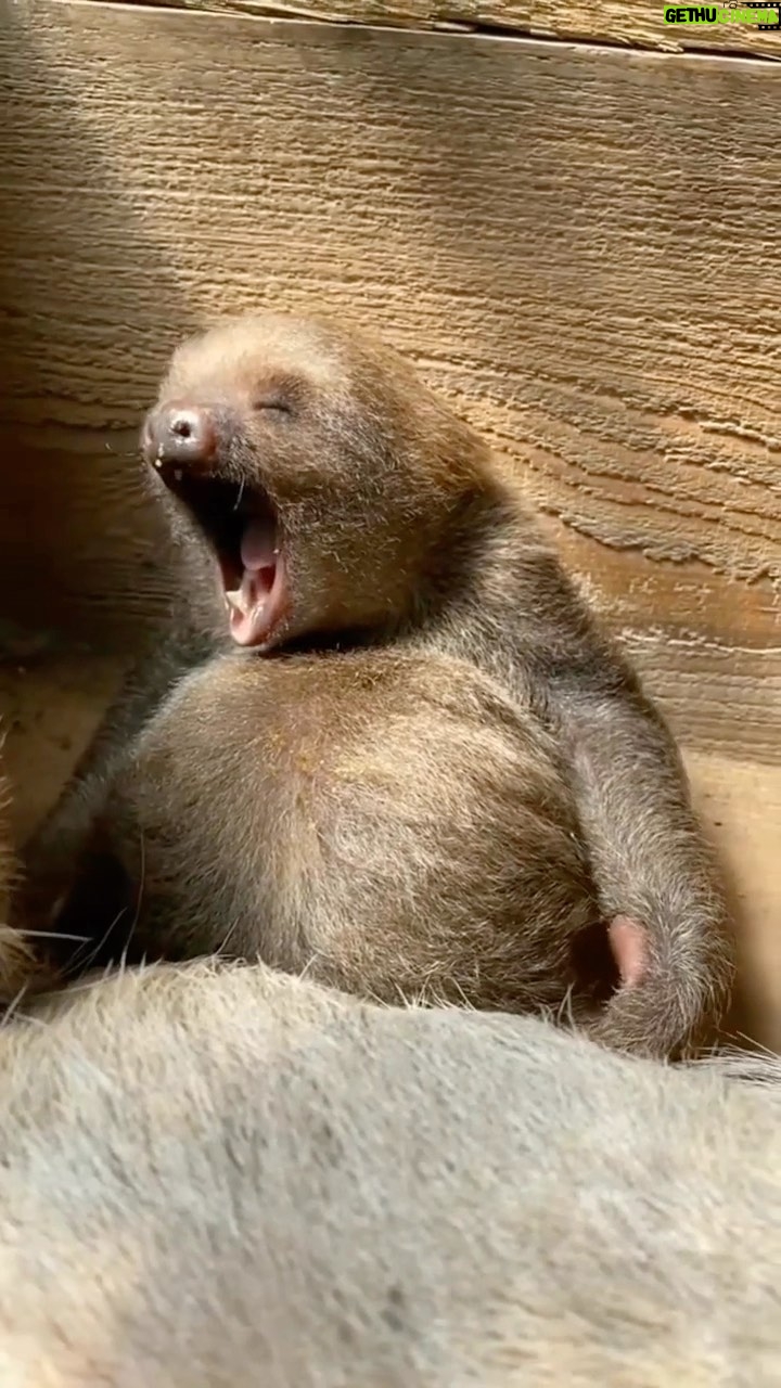 Jennifer Garner Instagram - Monday. 6:30pm. . 🦥: @staugalligatorfarm