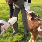 Jennifer Garner Instagram - @onceuponafarm is proud to offer creamy and delicious @alexandrefamilyfarm organic A2/A2 milk in our first ever Whole Milk Dairy Shakes. @mogrosser and I got to meet the happy cows (oh, and the entire Alexandre Family 👋😘) on their gorgeous, regenerative ag farm in Crescent City, CA. Grass fed cows make the most nutritious (full of omegas!) milk! 🐮♥️ . Find them on @onceuponafarm’s website or at your local @wholefoods 💚 Alexandre Family Farm