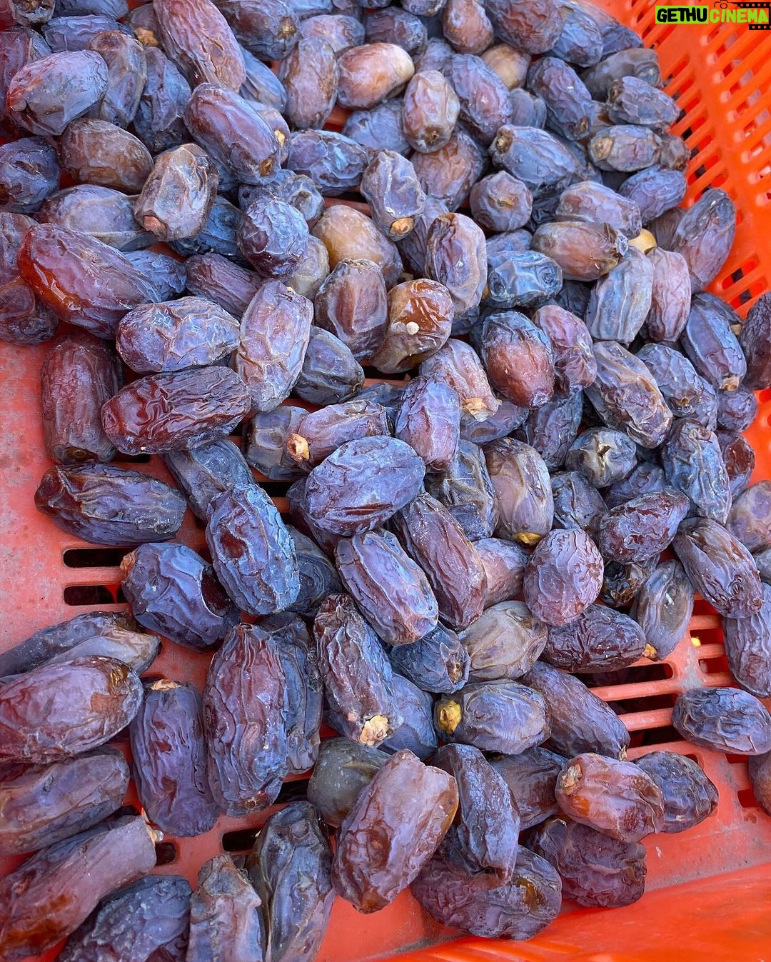 Jennifer Garner Instagram - I love meeting @onceuponafarm suppliers—and I’ll harvest dates for our products any time! 🌴👩🏻🌾☀️ I ♥️ farmers! Coachella Valley, California