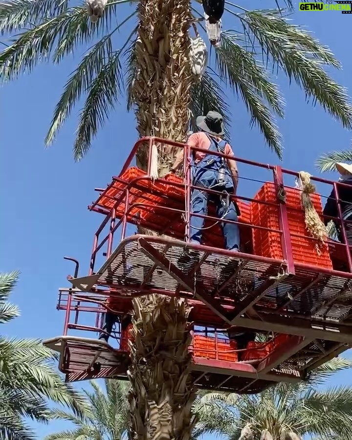 Jennifer Garner Instagram - I love meeting @onceuponafarm suppliers—and I’ll harvest dates for our products any time! 🌴👩🏻🌾☀️ I ♥️ farmers! Coachella Valley, California