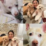 Jennifer Hong Instagram - 🐶 誰家孩子跟我家馬尼一樣那⋯麼可愛呀！ 看看他們無辜的眼神 還有那天真無邪的笑容 怎能不愛呢 根本愛死了♥️ . . . #lingling #dog #cute #領養代替購買 #結紮代替撲殺