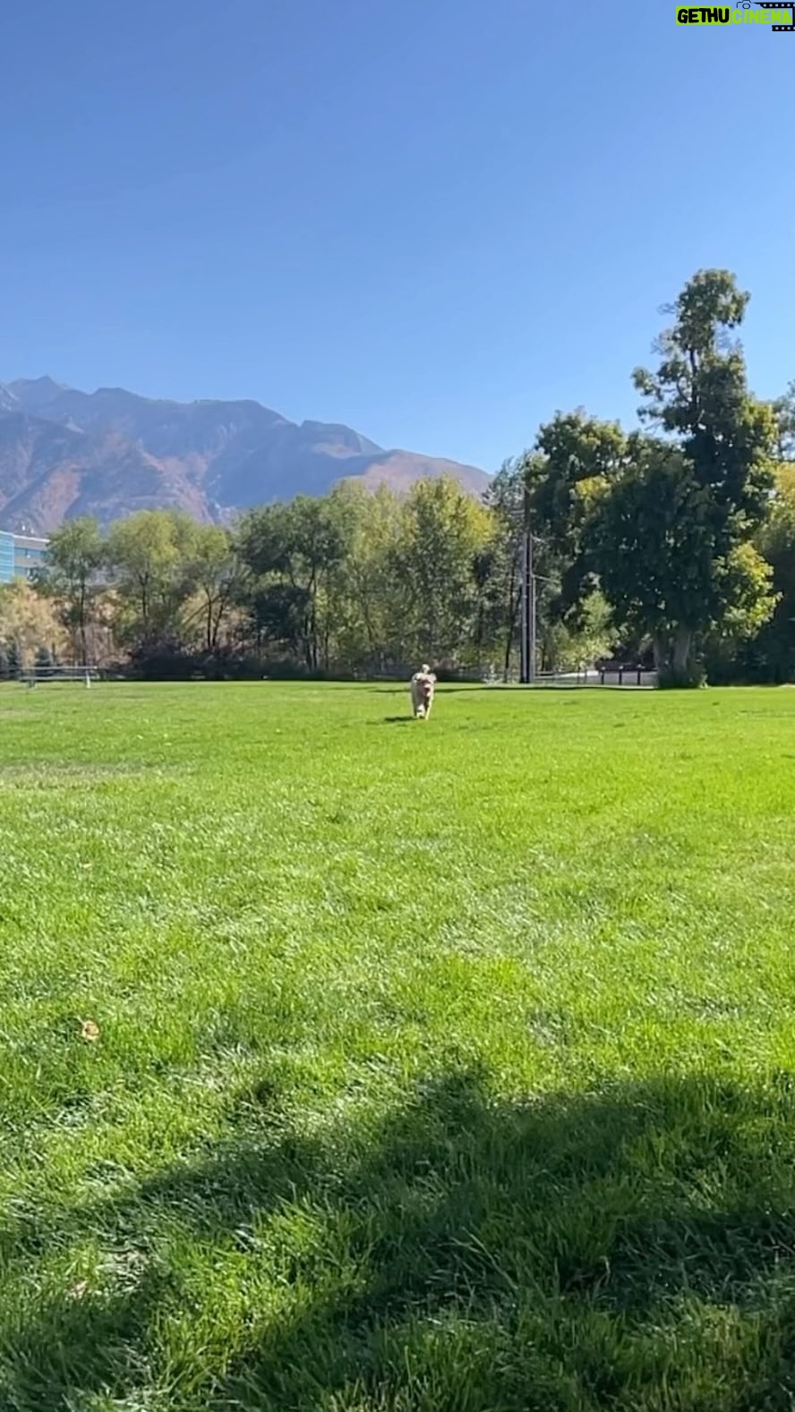 Jennifer Lindberg Instagram - sweet lulu.. music by #daphni @cariboumusic song: clavicle