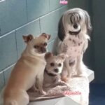 Jennifer Robertson Instagram – My dog hangs with the popular kids at daycare and “can’t even” with me RN. (Also CAN we talk about Mia’s fringe?)