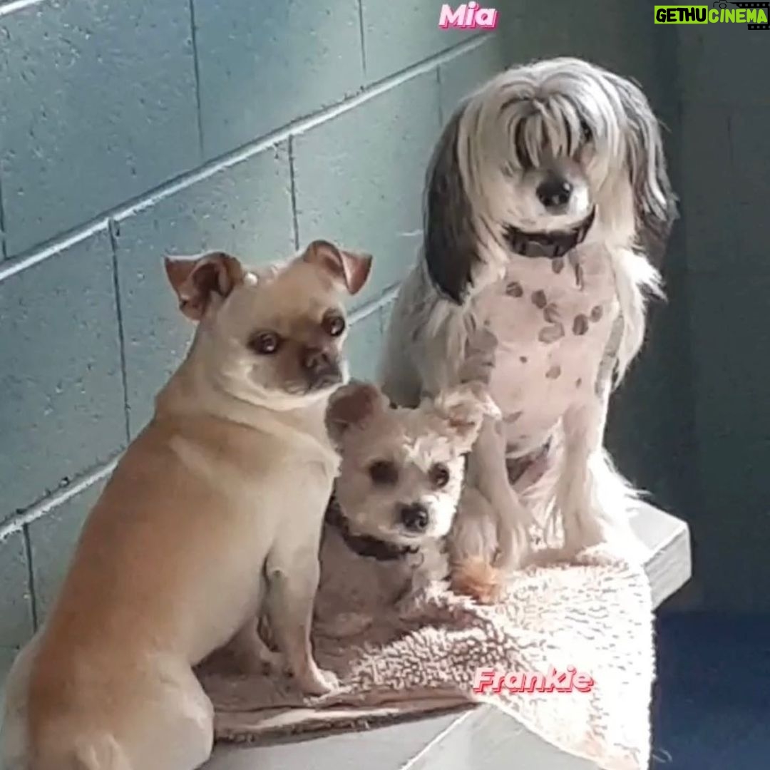 Jennifer Robertson Instagram - My dog hangs with the popular kids at daycare and “can’t even” with me RN. (Also CAN we talk about Mia’s fringe?)