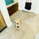 Jennifer Robertson Instagram – Like a vampire, she may not cross the threshold of the kitchen unless she is invited.