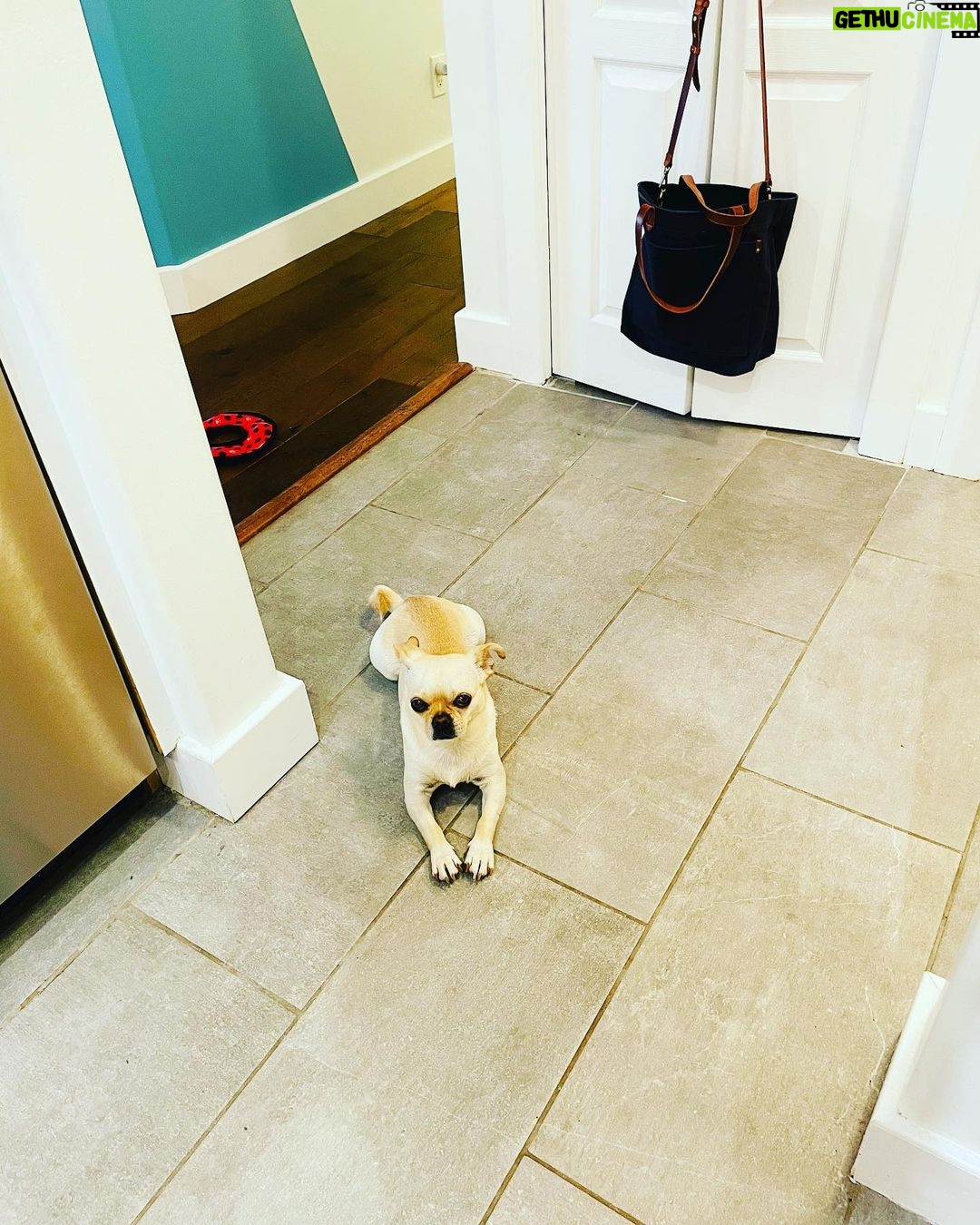 Jennifer Robertson Instagram - Like a vampire, she may not cross the threshold of the kitchen unless she is invited.