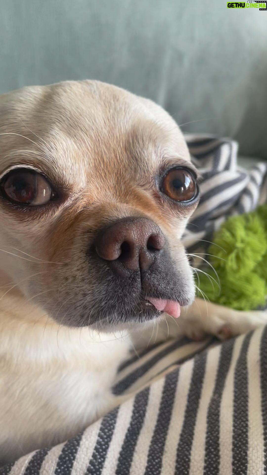 Jennifer Robertson Instagram - My dog has a boyfriend at daycare his name is Alfred. That is all.
