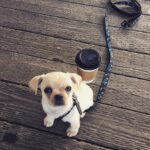 Jennifer Robertson Instagram - Apparently it's National Puppy Day so I'll just leave this here... #babyRoxy