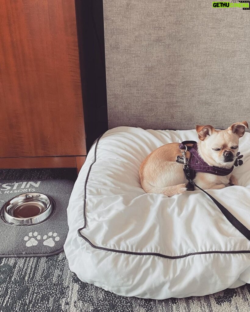 Jennifer Robertson Instagram - Me dreaming of the next time I visit @westinbayshore without a screaming chihuahua. Roxy and I thank you for your hospitality, she's exhausted from all that yelling. 💛