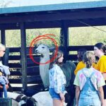 Jennifer Robertson Instagram - Me at social events, trying to be cool but secretly filled with social anxiety. #awkwardllama