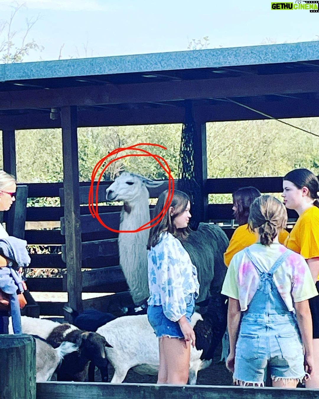 Jennifer Robertson Instagram - Me at social events, trying to be cool but secretly filled with social anxiety. #awkwardllama