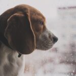 Jennifer Walcott Instagram - As we look beyond the 🎄 holiday season, we remain deeply thankful 🙏 for the opportunity to support families 👨‍👩‍👧‍👦 and the elderly 👵👴. Now, our focus shifts to our ‘Pawsitive Angel’ 😇 initiative. Partnering with a local vet 🐾, we help pet owners in need by providing essential care ranging from medications 💊 and surgeries 🏥 to exams and grooming ✂️. We also proudly continue ‘Bark for Beds’ 🛏️, a heartfelt project initiated by my son. This initiative is dedicated to collecting gently used or new dog beds for shelter animals 🐕, offering them comfort and warmth as they await their forever homes 🏡. In addition to your kind donations of beds or supplies, we would be immensely grateful for monetary contributions. A donation of $10 - $25 💵 can make a significant difference in the lives of these animals. We are asking all animal lovers 💕 to come through for this months cause. Please visit our website www.theforeverangels.com for more information on how you can contribute to ‘Pawsitive Angel’ or ‘Bark for Beds’. Your support makes a world of difference to these animals and families. #999 #theforeverangels