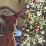 Jennifer Winget Instagram - Blessed be this season that engages the whole world in a conspiracy of love… …And yesterday was proof that I revel in its abundance! Thank you to everyone who made it and made “meri” Christmas a warm and fuzzy one. Family & Friends, both, the furry and fiercely steadfast kinds, who came from far and wide, and who also came bearing gifts. I see you, I feel you, I love you…to bits! 🎄✨ #christmas2023 #xmasrituals