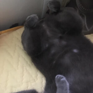 Jeong Si-hyun Instagram - 정확히 일년전 우리 냥이 . 보고싶다