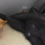 Jeong Si-hyun Instagram – 정확히 일년전 우리 냥이 . 보고싶다