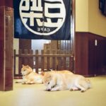 Jeong Young-han Instagram - 6년 전, 처음 후쿠오카를 여행하며. 유후인은 아껴뒀다가 훗날 연인과 함께 찾겠다 다짐했다. 그리고 마침내... . . 지키지 못했다 Yufuin Japan