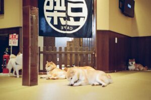 Jeong Young-han Instagram - 6년 전, 처음 후쿠오카를 여행하며.
유후인은 아껴뒀다가 훗날 연인과 함께 찾겠다 다짐했다.

그리고 마침내...
.
.
지키지 못했다