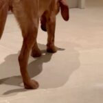 Jeremy Clarkson Instagram - Walking raisin