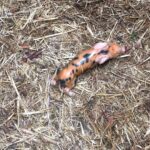 Jeremy Clarkson Instagram - 30 seconds old.